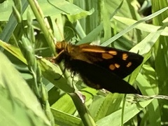 Metisella metis metis