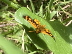 Metisella metis metis