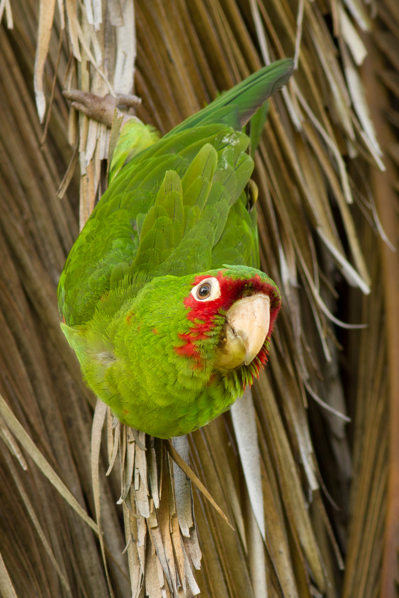 Guadeloupe parakeet hot sale