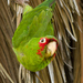 Psittacara Parakeets - Photo (c) Frank Schulenburg, some rights reserved (CC BY-SA)