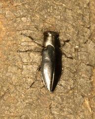 Chrysobothris dorsata