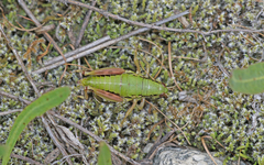 Epipodisma pedemontana