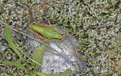 Epipodisma pedemontana