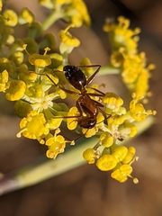 Camponotus barbaricus