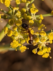 Camponotus barbaricus