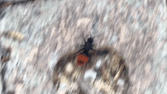 Dasymutilla clotho