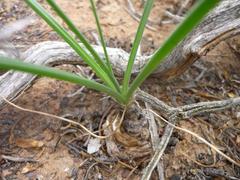 Albuca aurea
