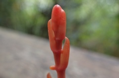 Erythrorchis altissima