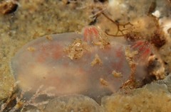 Ascidiella aspersa