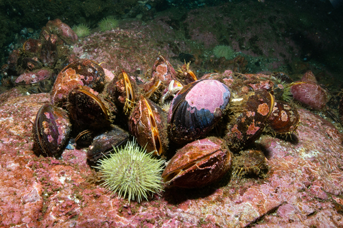 Northern Horse Mussel