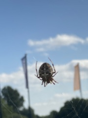 Araneus diadematus