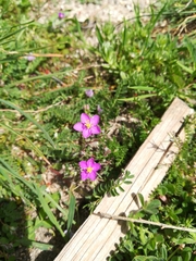 Spergularia purpurea