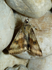 Heliothis adaucta