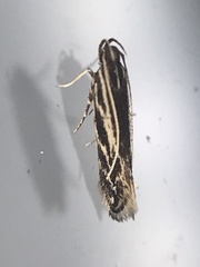Eralea albalineella
