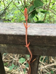 Erythrorchis altissima