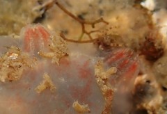 Ascidiella aspersa