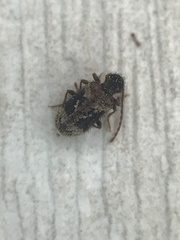 Ptinus texanus