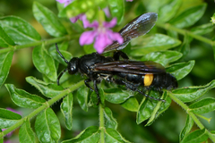 Scolia oculata