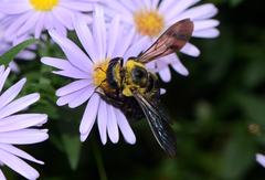 Xylocopa appendiculata appendiculata
