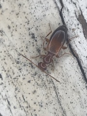 Ischyropalpus subtilissimus
