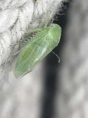 Hyalojassini