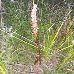 Dactylorhiza incarnata
