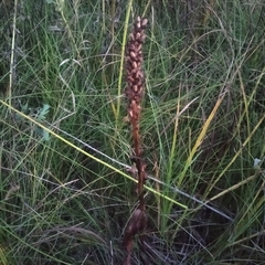Dactylorhiza incarnata