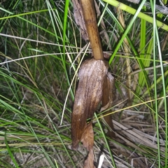Dactylorhiza incarnata