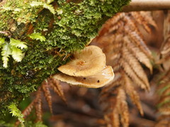 Armillaria hinnulea