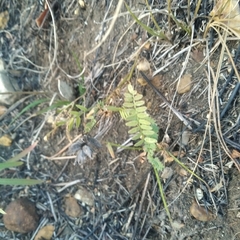 Astragalus danicus