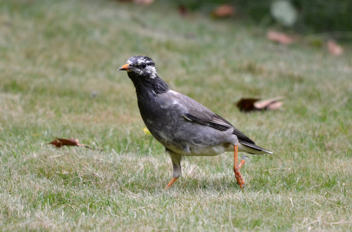 White-cheeked Starling