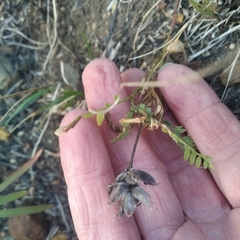 Astragalus danicus
