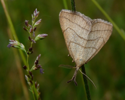 Ilganosis Sprindinis Naktinukas nuotrauka