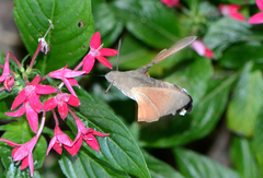 Macroglossum stellatarum