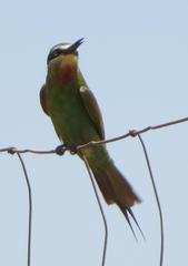 Merops persicus persicus