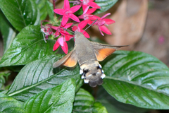 Macroglossum stellatarum