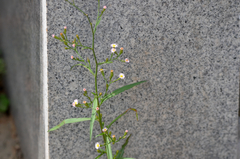 Symphyotrichum subulatum