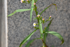 Symphyotrichum subulatum