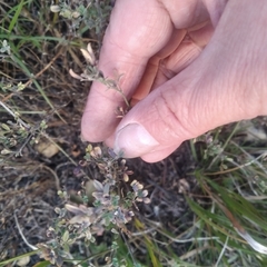 Medicago falcata