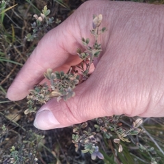 Medicago falcata