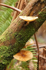 Armillaria hinnulea