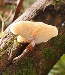 Armillaria hinnulea