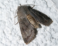 Orthosia populeti