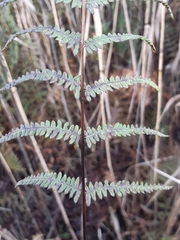 Thelypteris palustris palustris