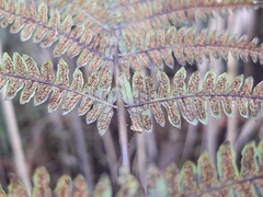 Thelypteris palustris palustris