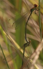 Pseudagrion newtoni