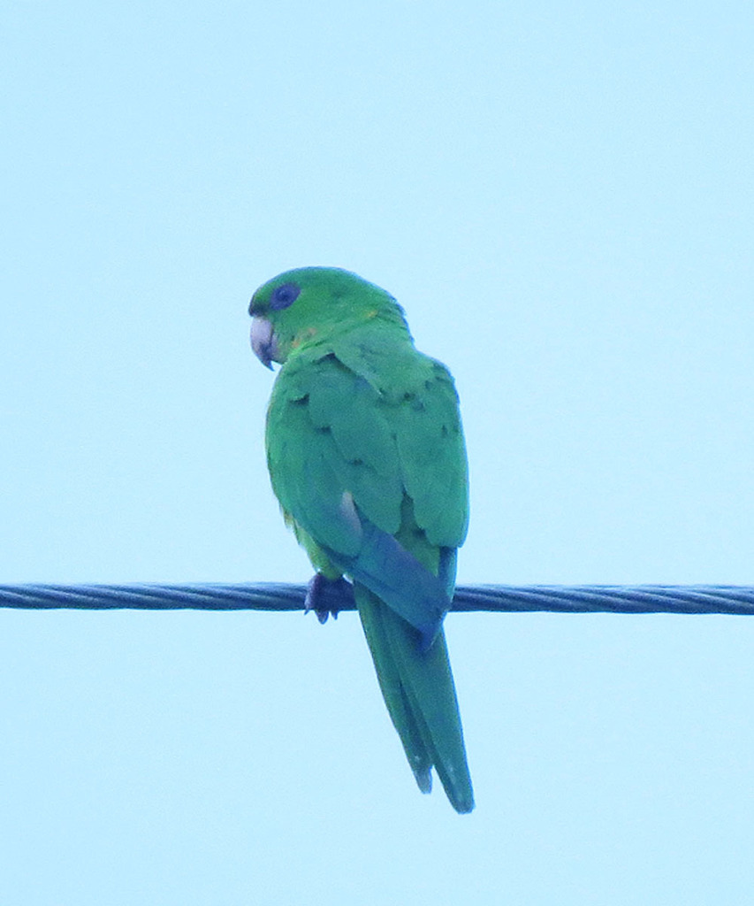 Psittacara holochlorus brewsteri