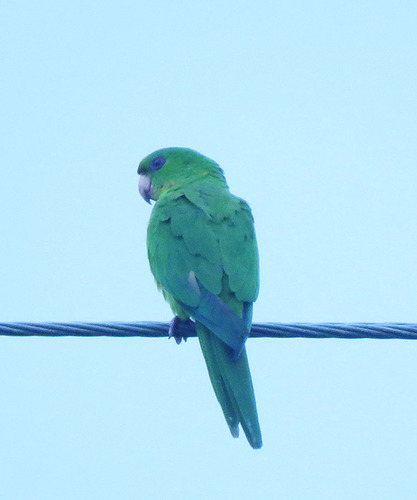 Psittacara holochlorus brewsteri