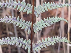 Thelypteris palustris palustris