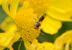 Nomada